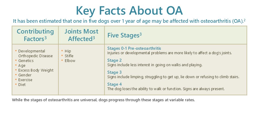 Adequan Canine factors stages osteoarthritis